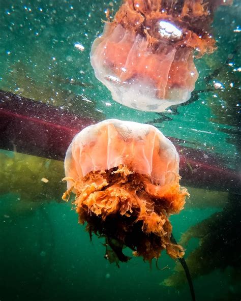 The Upside Down Lions Mane Jellyfish Are The Largest Of All Jellies