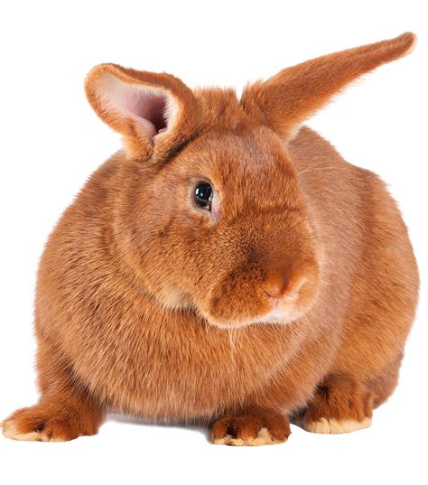 Maybe you would like to learn more about one of these? New Zealand Rabbit - Squeaks and Nibbles