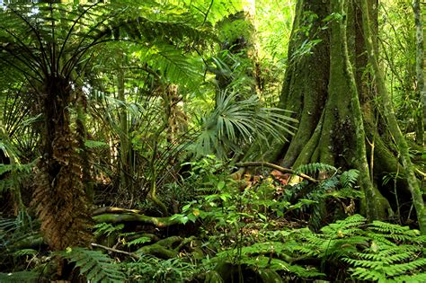 Fondos De Pantalla Zona Intertropical Bosques Jungle Musgo Naturaleza