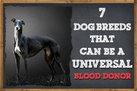 7 Dog Breeds That Can Be A Universal Blood Donors Dog Blood Types
