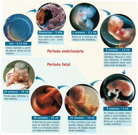 Embriologia Humana Resumo Para O Enem Planejativo