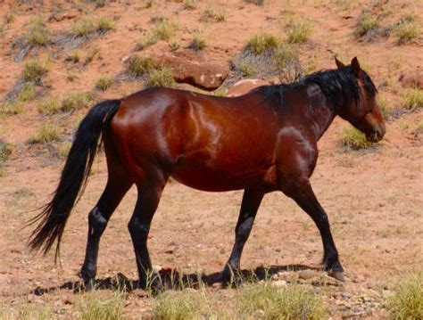 brumby horse breed information history  pictures