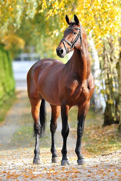 Photos Of Beautiful Horses 160 High Quality Images For Free