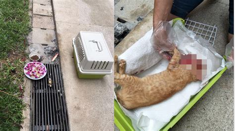 Dead Cat Found Inside A Carrier Next To Flowers And Food In Yishun