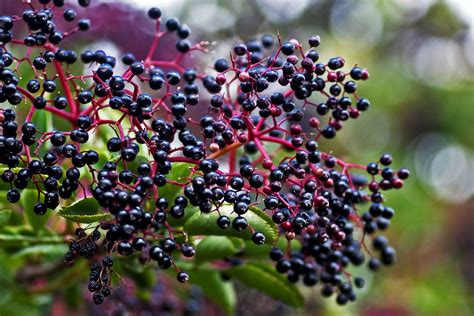 Wild Edible Texas More Elderberries