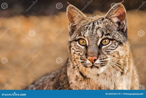 Closeup Portrait Of A Bobcat Aka Lynx Rufus A North American Wild Cat