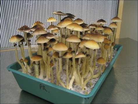 How To Grow Psychedelic Mushrooms The Garden