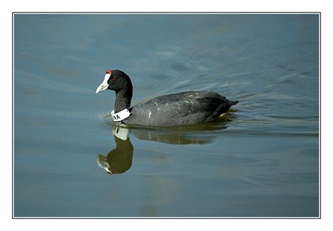 Das passbild wird digital erstellt. Kammblässhuhn mit "Personalausweis" Foto & Bild | tiere ...