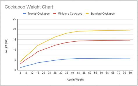 Cockapoo Weight Chart Vlr Eng Br