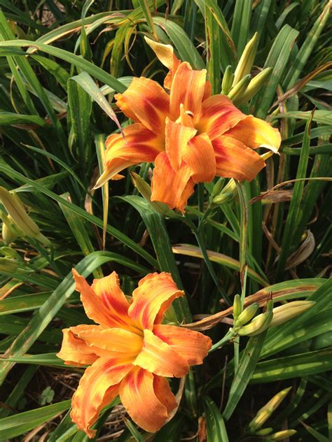 Double Orange Daylily Bloom In June Day Lilies Bloom Perennials