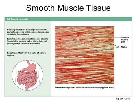 The gi tract stretches from the mouth to the anus. Image result for smooth muscle tissue slide labeled ...