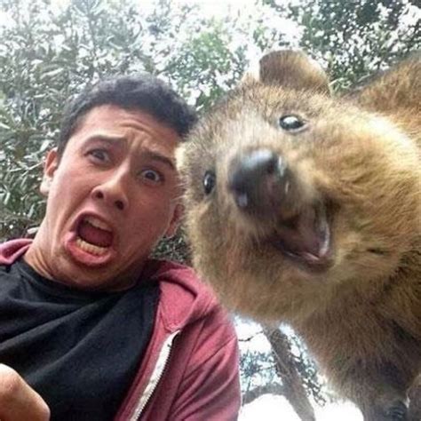fotoserie selfies met een quokka het meest vertederende dier ter wereld hp de tijd