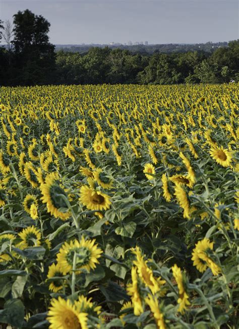 Mckee Bescher Wildlife Preserve Sunflowers At The Mckee Be Flickr