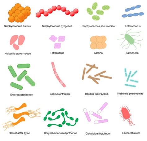 Diferentes Tipos De Bacterias