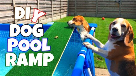 Diy Dog Pool Ramp Cute And Funny Beagle Dogs Youtube