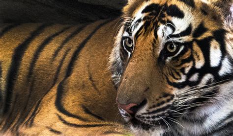 Bengal Tiger Panthera Tigris Tigris Photograph By Panoramic Images Pixels