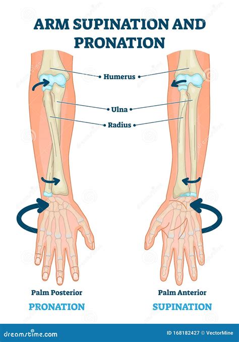 Arm Supination And Pronation Vector Illustration Labeled Anatomical