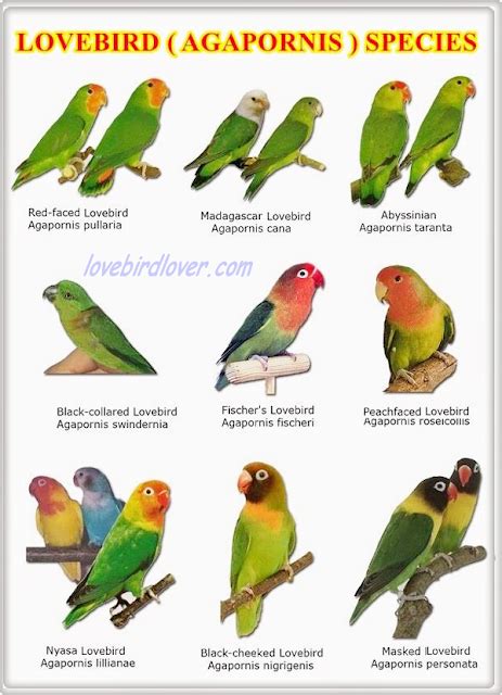 Sukses Dalam Burung Lovebird Banyak Sekali Jenis Lovebird Kacamata Dan