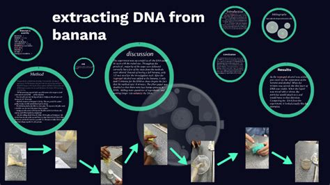 Extracting Dna From Banana By Tiby Thomas On Prezi