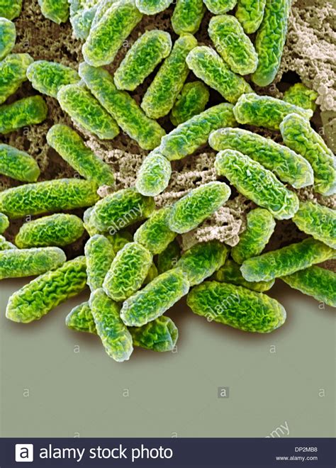 E Coli Bacteria Sem Stock Photo Alamy
