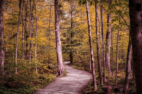 Winding Forest Path Walkway Ontario Canada Crawford Lake Autumn Fall
