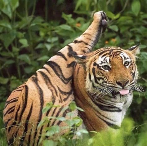 Psbattle This Tiger With The Tongue Out Rphotoshopbattles