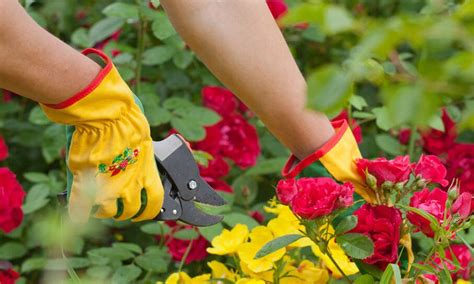 How To Prune Roses An Ultimate Guide