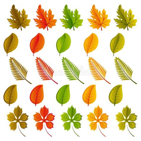 Set Of Leaves Stock Vector Illustration Of Leaf Collection 9176230