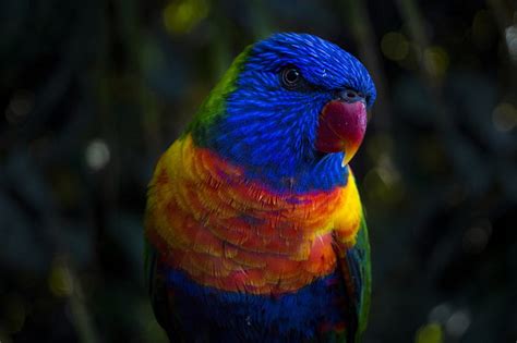 Birds Rainbow Lorikeet Bird Colors Parrot Wildlife Hd Wallpaper