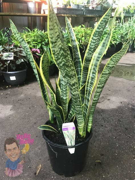 Mother In Law Tongue Variegated 8 Pot Hello Hello Plants And Garden Supplies