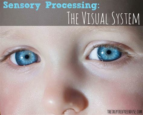 Visual System Sensory Processing Explained