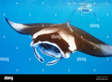 Manta Ray Floating Underwater Stock Photo Alamy