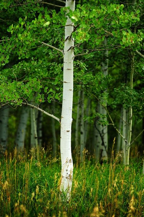 Aspen Trees White Trunk Lush Green In Summer Forest Wilderness Stock