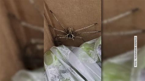 Schock in Krefelder Supermarkt: Giftige Spinne in Bananenkiste entdeckt