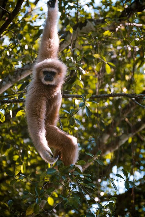 Monkey Hanging From A Tree 1416244 Stock Photo At Vecteezy