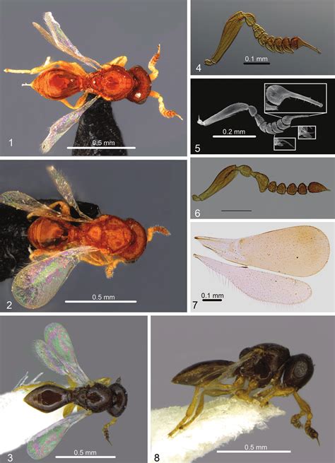 Platygaster Harpagoceras Holotype Female Dorsal Stored In HNHM Download Scientific Diagram