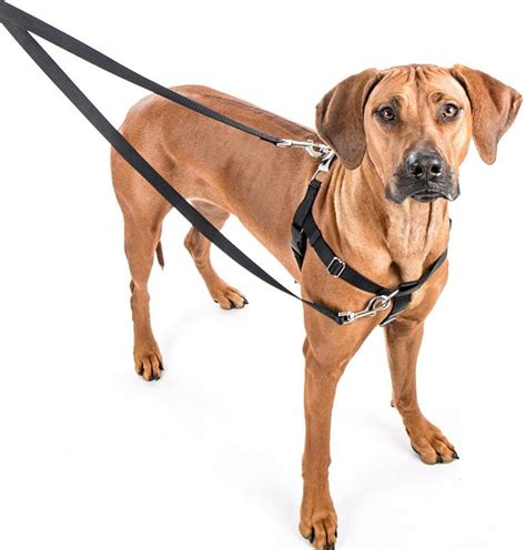 The 5 Best Anti Jump Dog Harnesses 2023 We Love Doodles