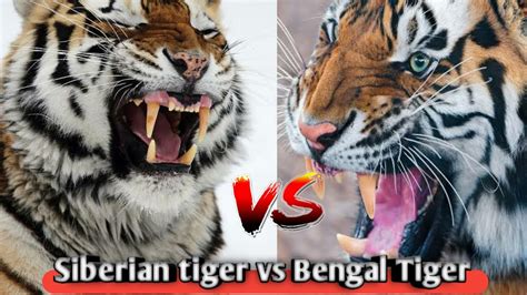Siberian Tiger Vs Bengal Tiger Bengal Tiger Vs Siberian Tiger