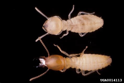 Formosan Subterranean Termite Coptotermes Formosanus