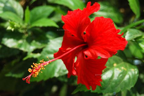 Red Hibiscus Flower Wallpapers Wallpaper Cave