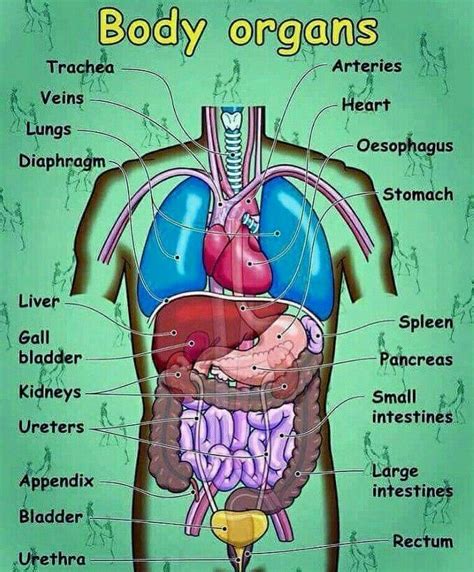 Body Anatomy Organs Human Body Organs Human Body Anatomy Human