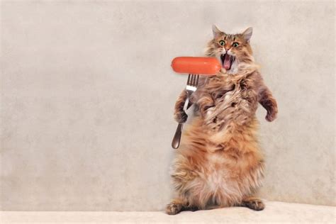 Can Cats Eat Sausage Wise Kitten