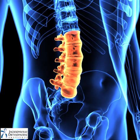 Five pairs of lumbar spinal nerves labeled l1 to l5 branch off your spinal cord and exit through small holes between the vertebrae. Lower Back Muscle Anatomy and Low Back Pain