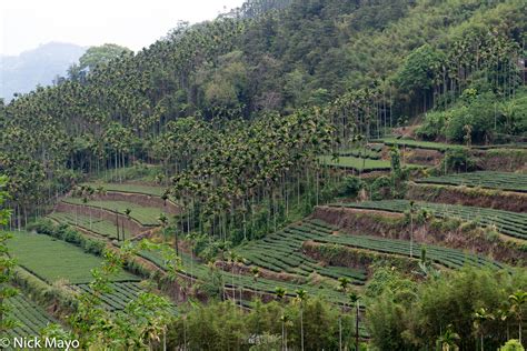 Terraces Of Tea And Betel Rueili Central Mountains Taiwan 2020