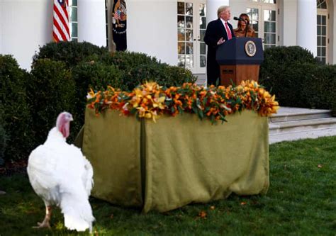 trump pardons butter the turkey with a side of impeachment jokes donald trump the guardian