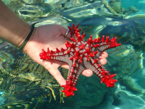 Estrelas do mar anatomia habitat reprodução e curiosidades