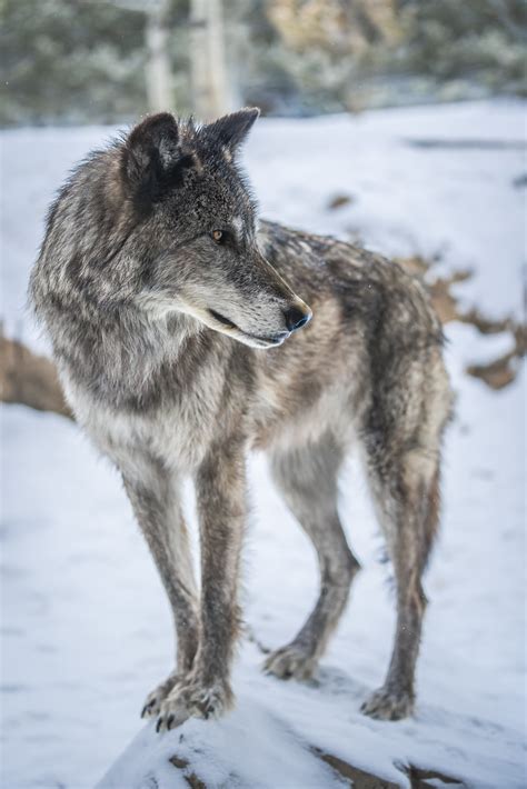 West Yellowstone Gray Wolves Sony A1 Fine Art Wolf Photogr Flickr