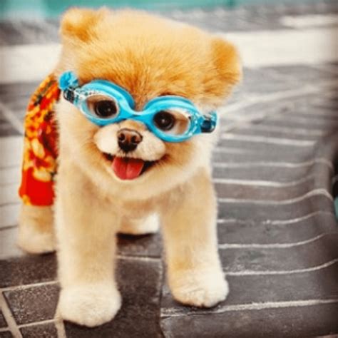 10 Of The Most Famous Dogs On The Internet