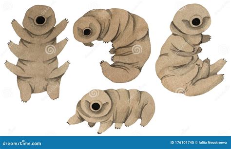 Set Of Tardigrades Cute Water Bear Isolated On White Background Stock