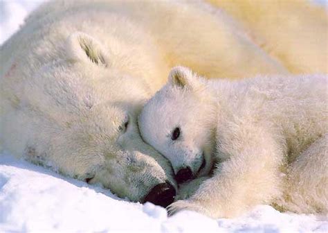 Polar Bear Cubs Callmeiris Blog